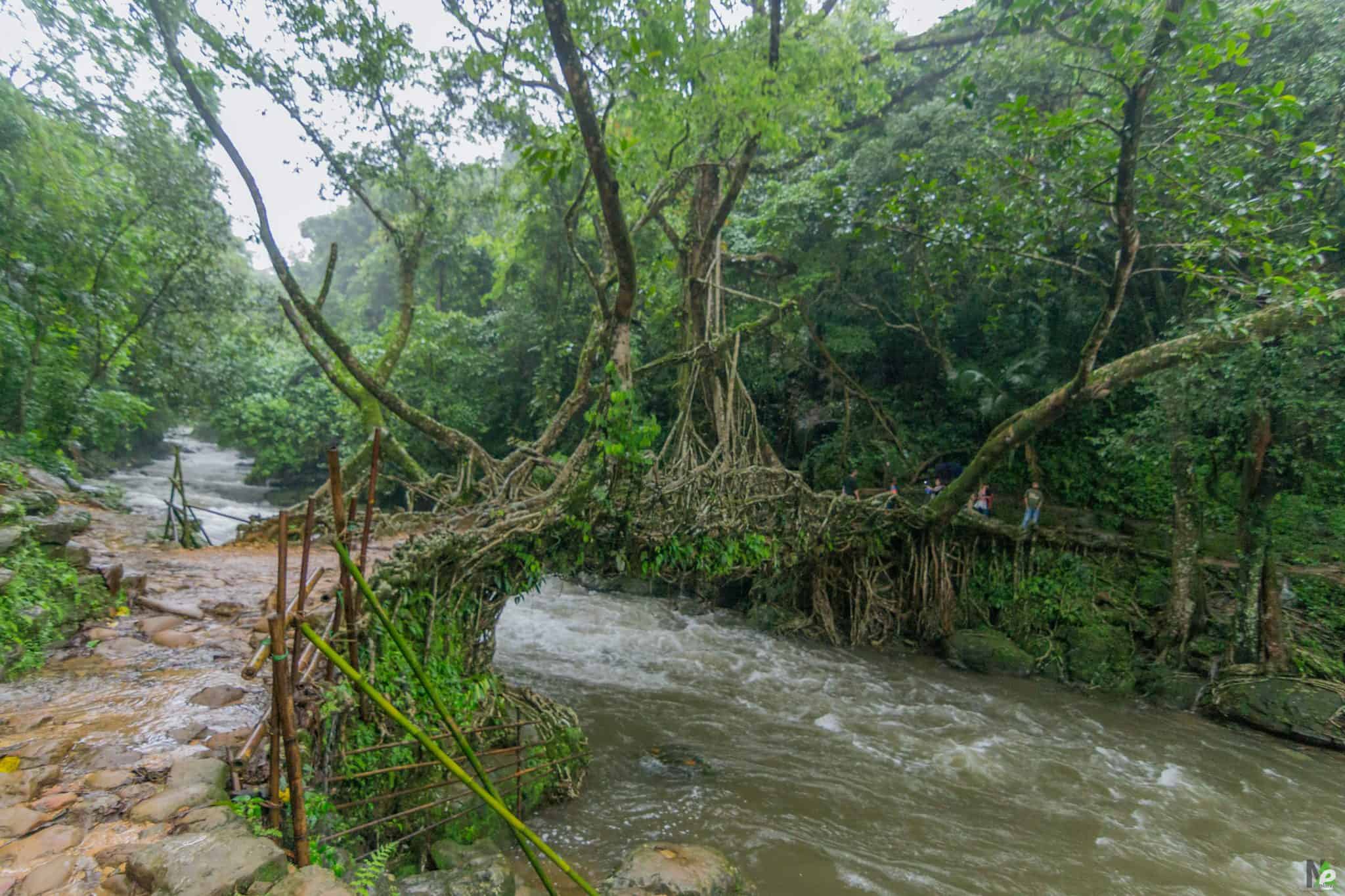 Living Root Bridge Of Nohwet, Riwai Mawlynnong