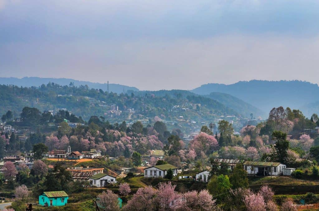 cherry blossom festival 2019 sillong