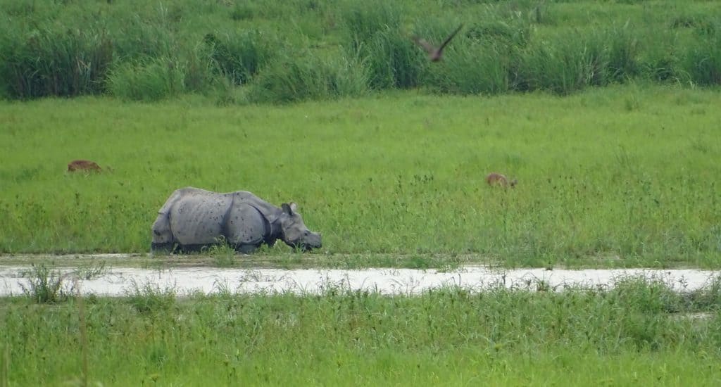 what is the best time to visit Kaziranga National park