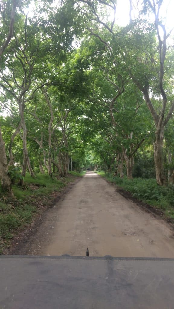 Kaziranga forest deep trails