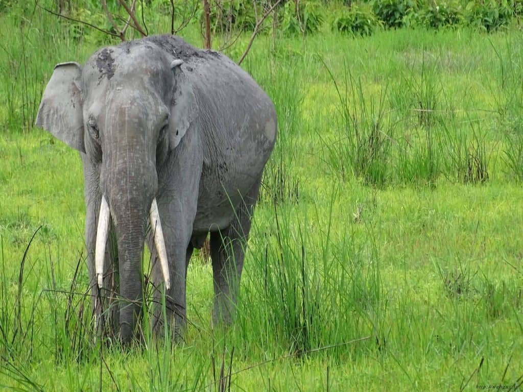 tusker elephant in kaziranga national park jungle safar