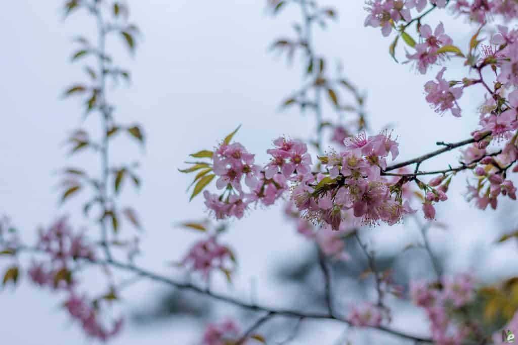 cherry blossom festival shillong