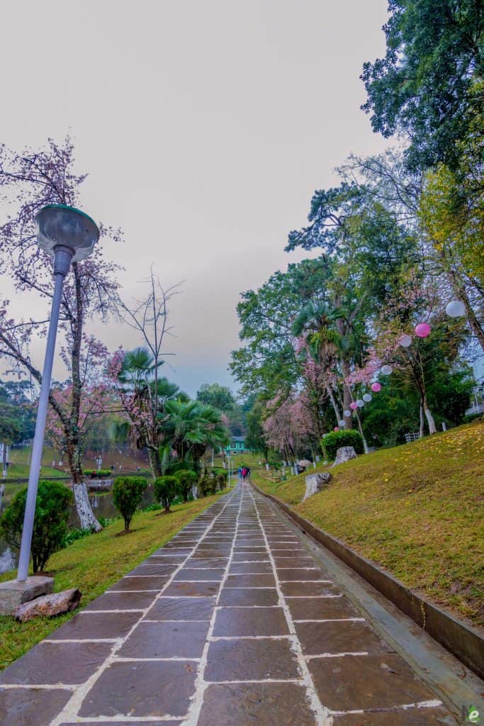 cherry blossoms weather shillong