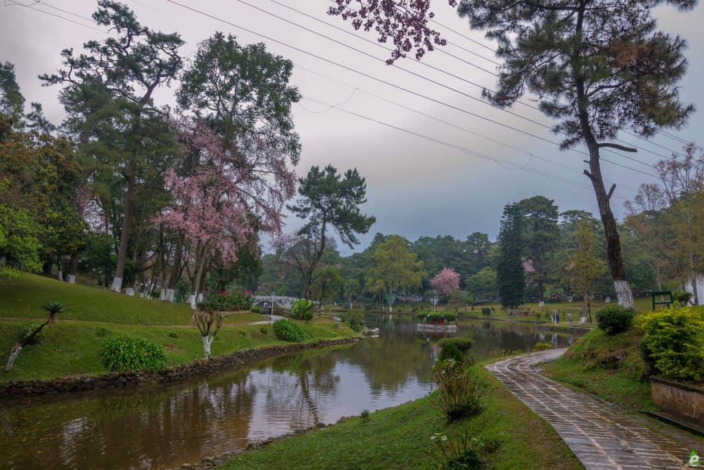 Exploring Shillong Cherry Blossom Festival North East Explorers