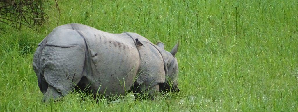 one horned rhino kaziranga meghalaya tour package