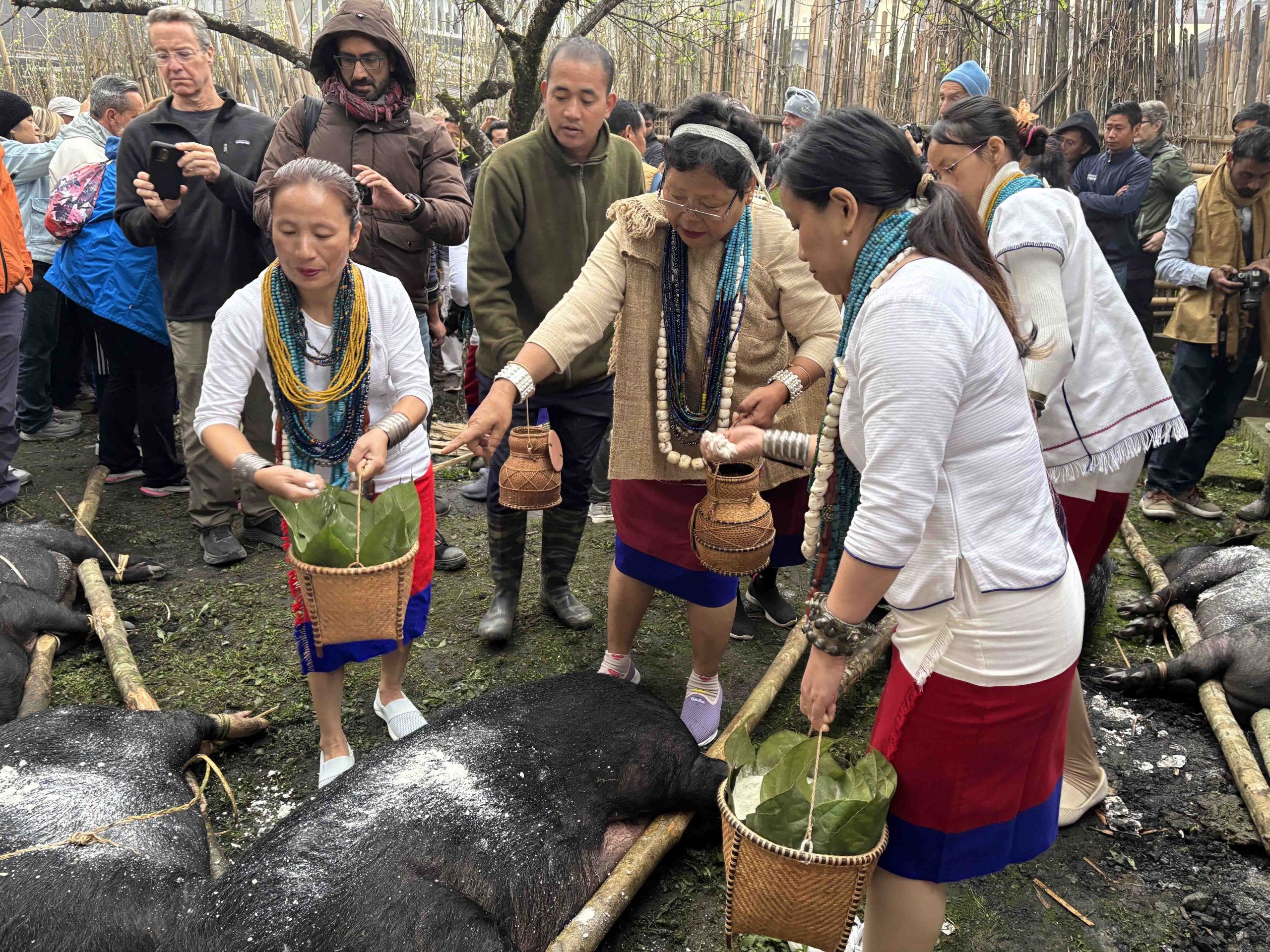 Pigs being purified before being slaughtered - Myoko Festival