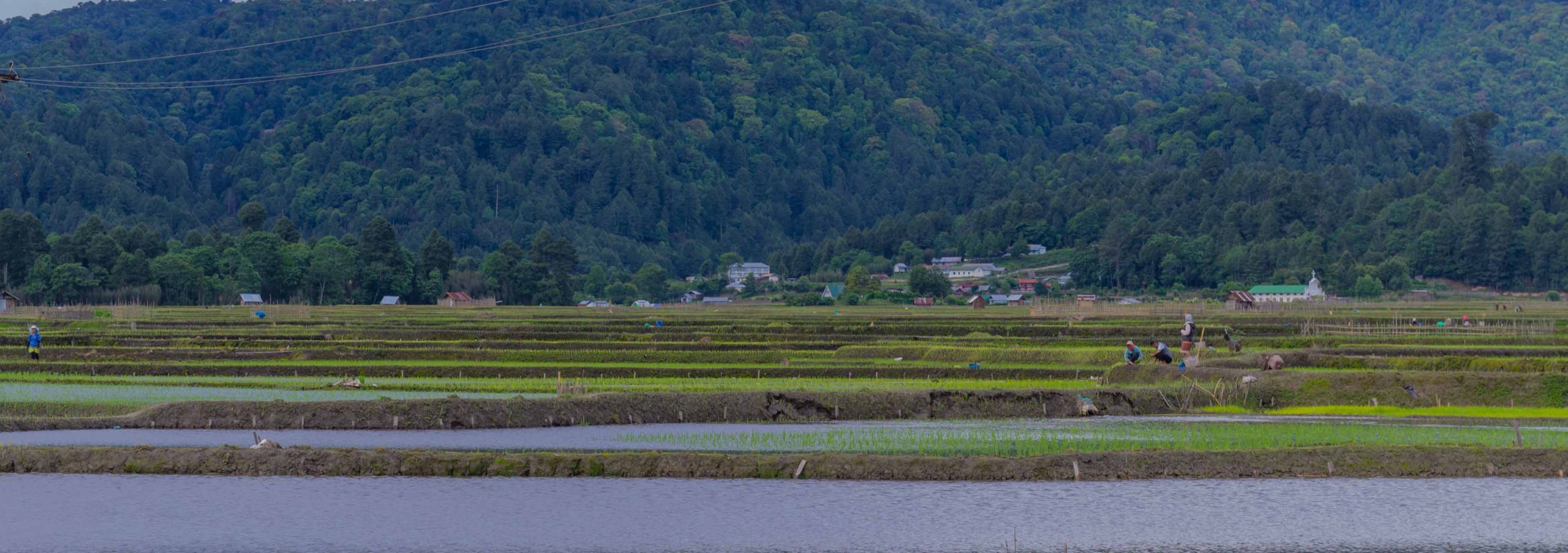 Lush green Paddy fields of Ziro valley, in the monsoon season