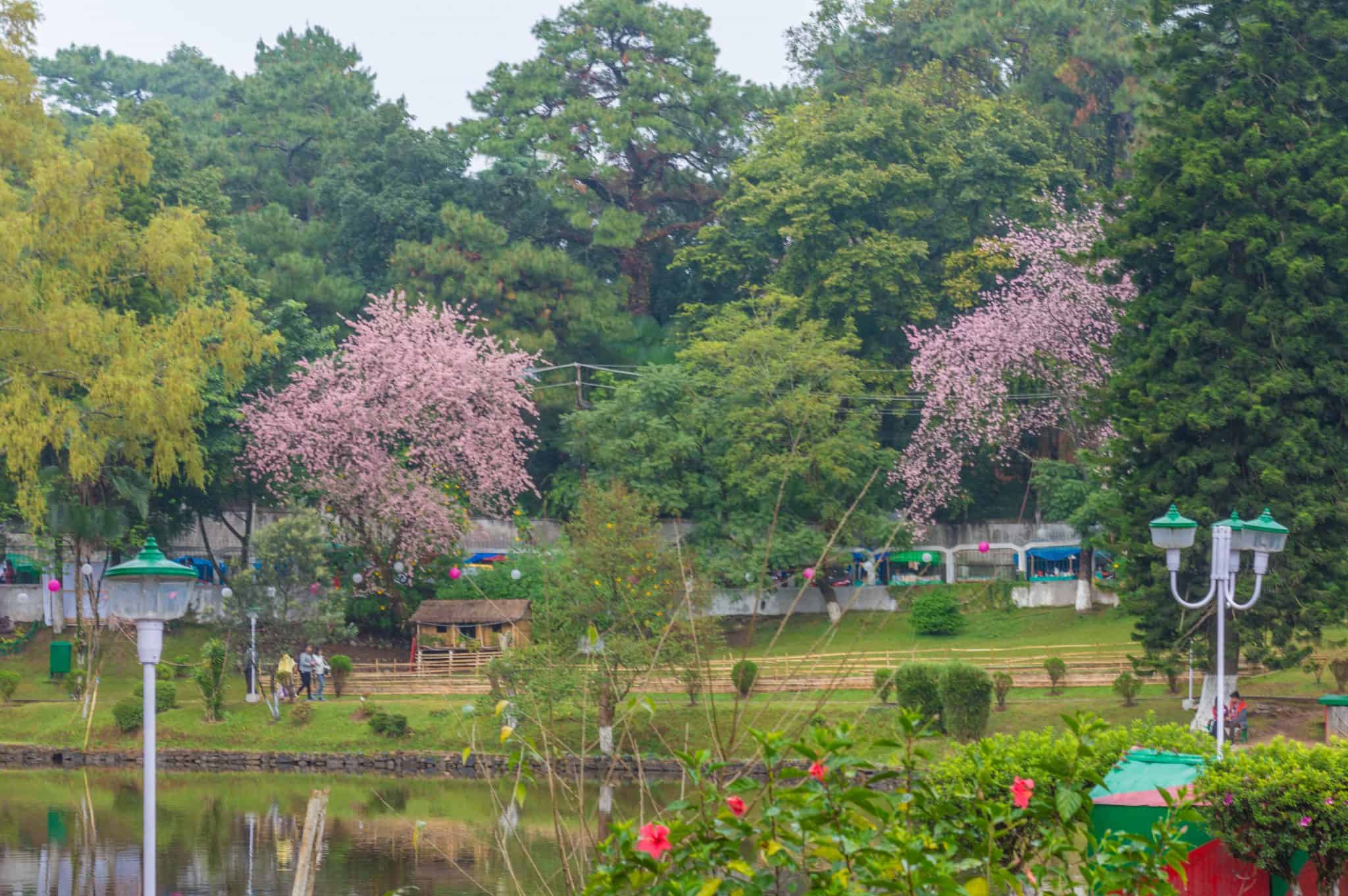 Shillong Cherry Blossom Festival 2022 Book Your Trip Here