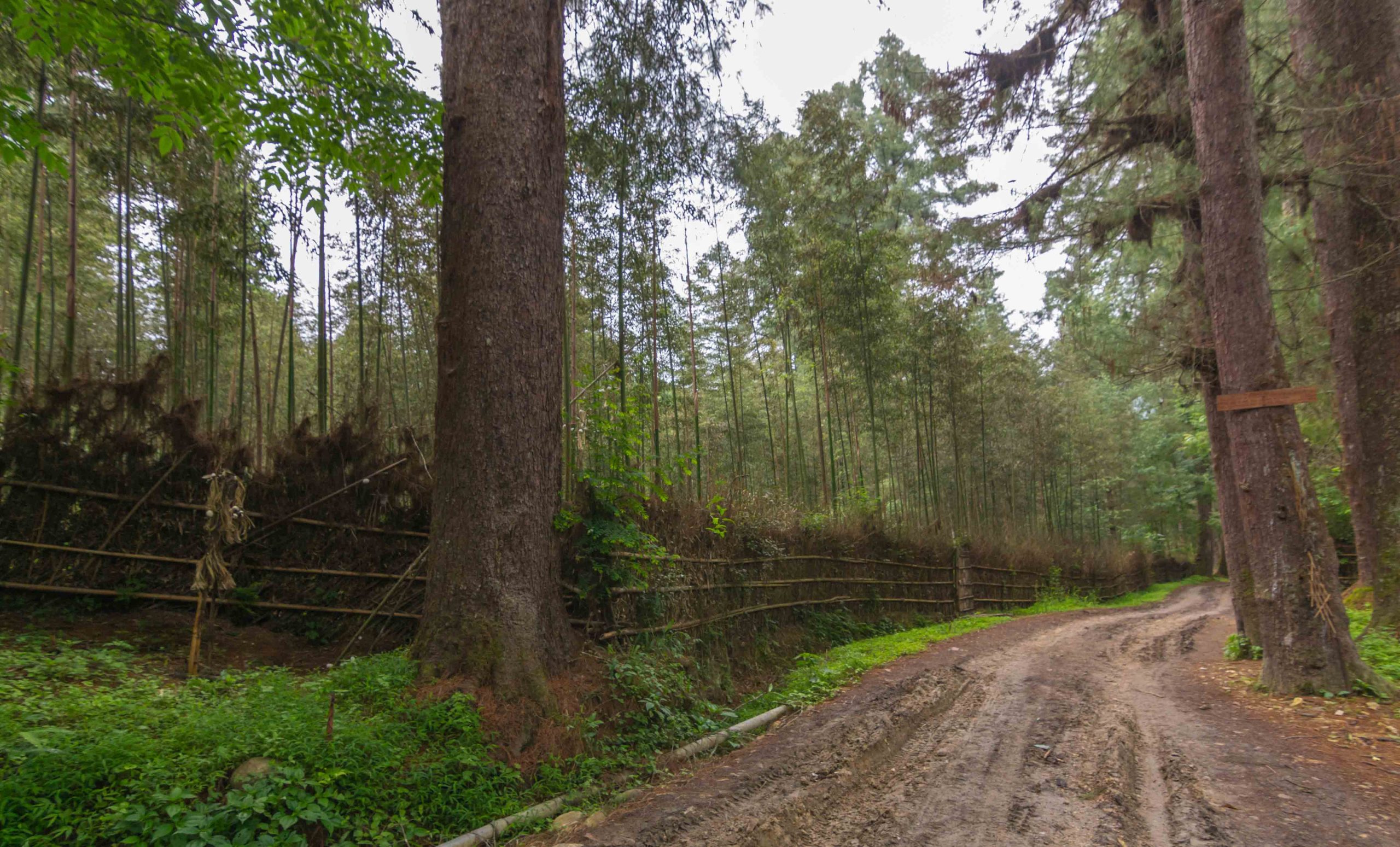 Pine walk tours ziro valley